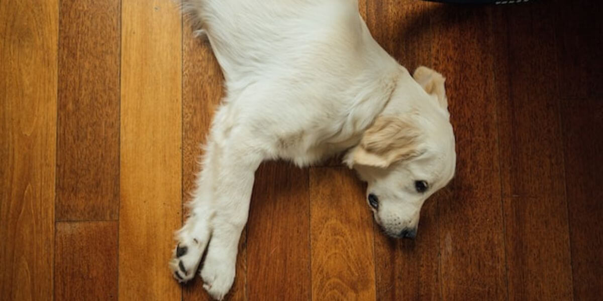 The 10 Cutest Puppy GIFs To Cure Your Dog-Sickness